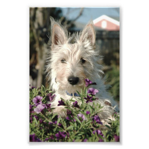  6x4 photo Scottish Terrier