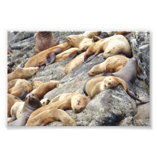 6x4 photo seals print