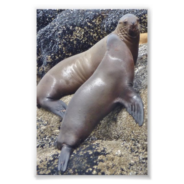 6x4 photo seals print (Front)