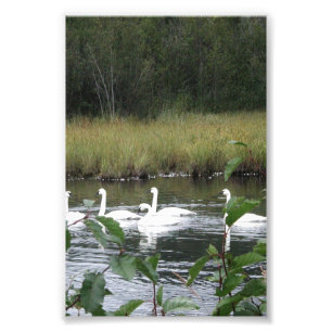 6x4 photo swans print
