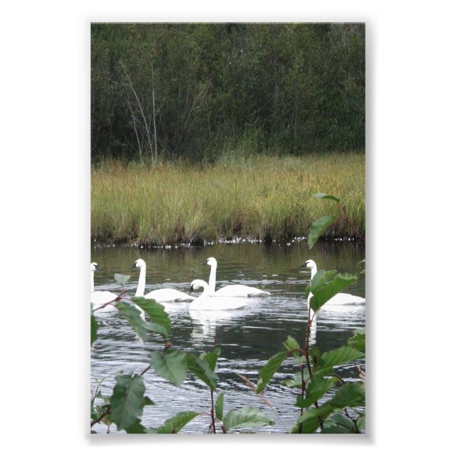 6x4 photo  swans print (Front)