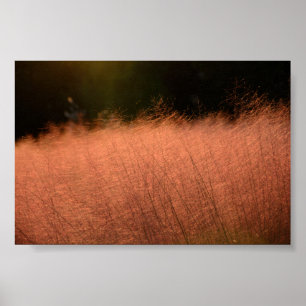 6x4 Pink Muhly Jeju-do South Korea Photo Print