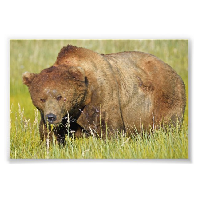 6x4 Satin Photo of grizzly bear (Front)