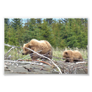 6x4 Satin Photo of grizzly  bear & cub Print