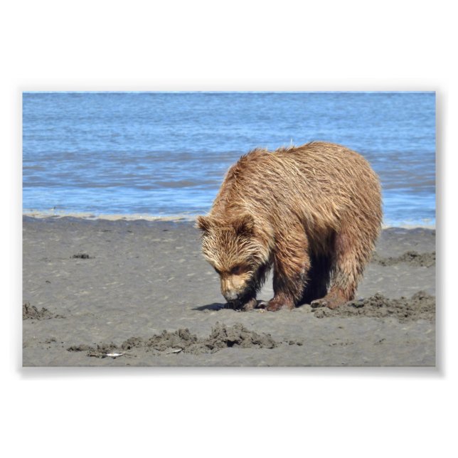 6x4 Satin Photo of grizzly  bear cub Print (Front)