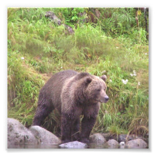 6x6  Kodak Professional Photo Paper (Satin)