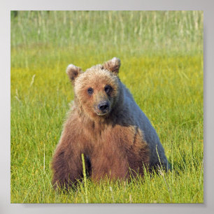 6x6 Poster Paper (Matte) of grizzly bear