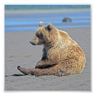 6x6 Satin photo of grizzly bear