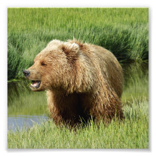 6x6 Satin photo of grizzly bear Print