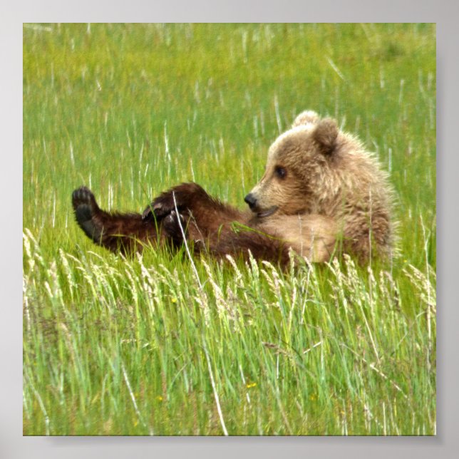 6x6 Value Poster Paper (Matte) w/ grizzly bear cub (Front)