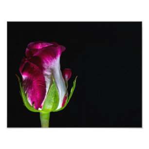 7019-Red Tipped White Rose Photo Print
