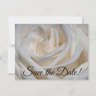 7127-White Rose with Dew Postcard