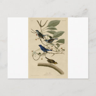 74_Indigo_Bird.jpg Postcard
