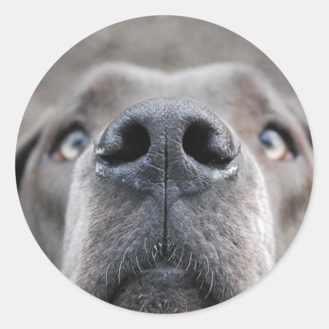 7.6 cm sticker Great Dane nose (Front)