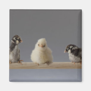 7 Baby Pet Chickens on a Perch Magnet