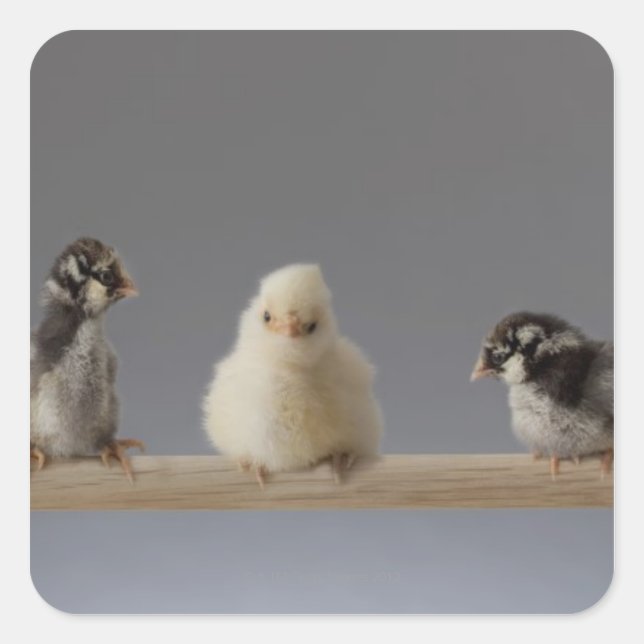 7 Baby Pet Chickens on a Perch Square Sticker (Front)