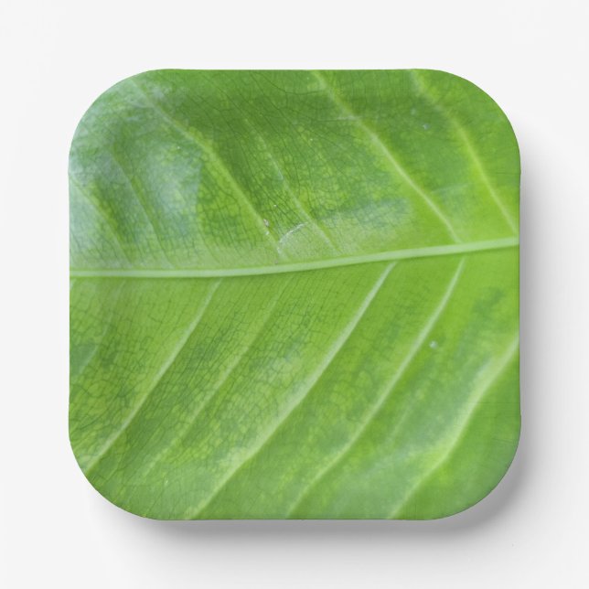 7-Inch Square Paper Plate with Enchanting Green  (Front)