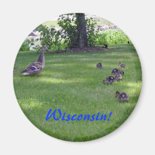 7 Little Ducklings Magnet