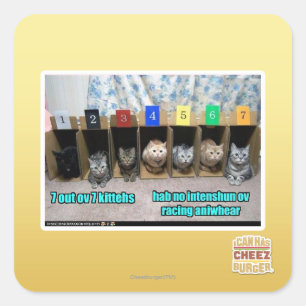 7 out ov 7 kittehs square sticker
