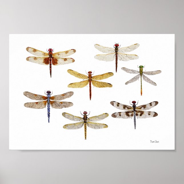 7 Species of Dragonflies Poster (Front)