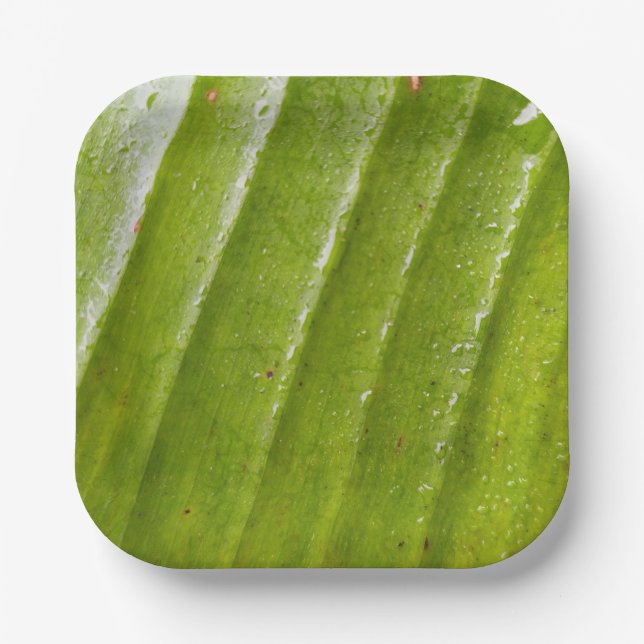 7" Square Paper Plate with Pure Banana Leaf Water  (Front)