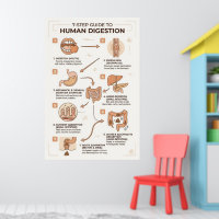 7-Step Guide to Human Digestion Process