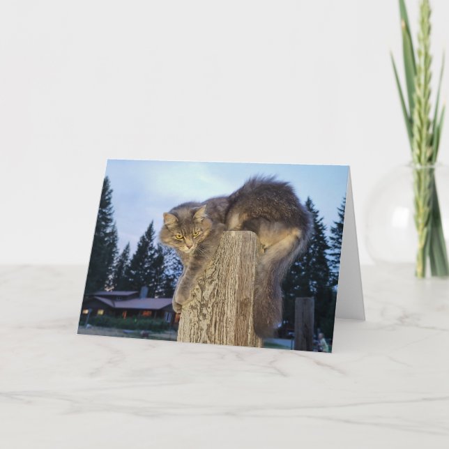 7"x5" Folded Card || Cathletic Cat (Front)