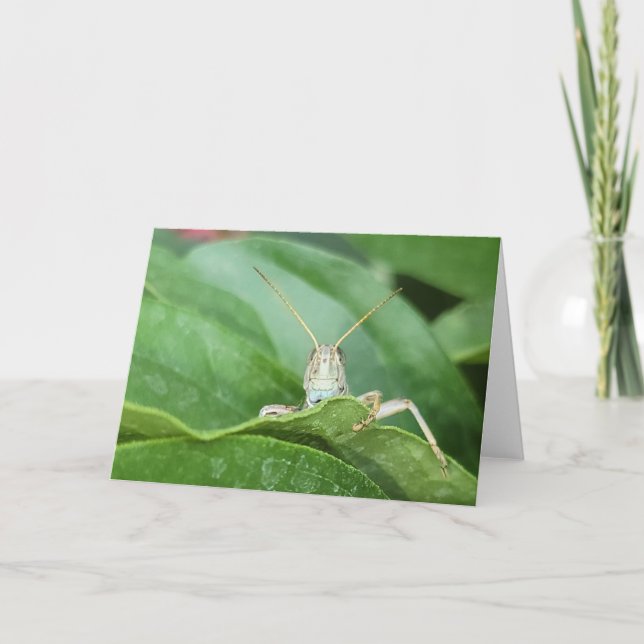 7"x5" Folded Card || Grasshopper (Front)
