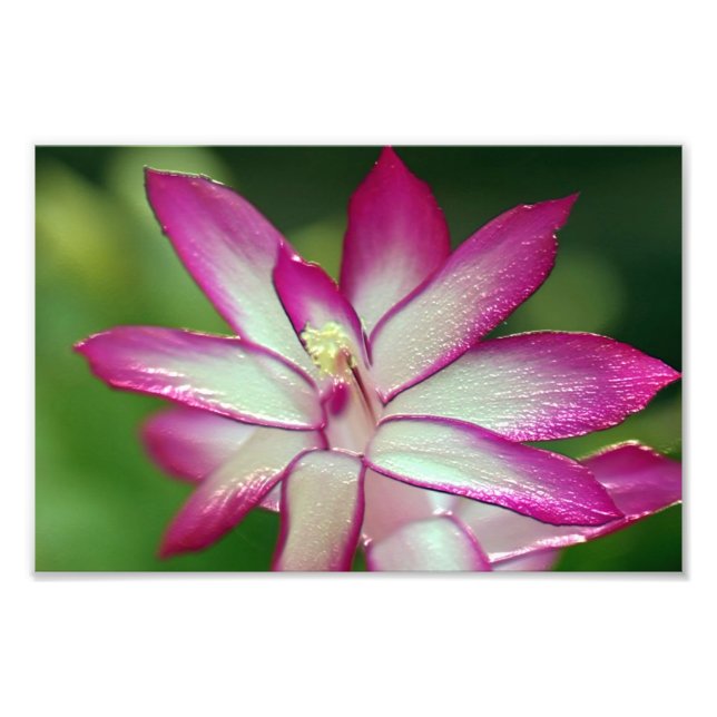 7" x 5", Kodak Professional Photo Paper (Satin) Print (Front)