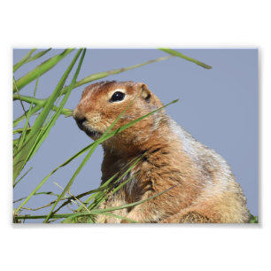 7x5 Kodak Professional Photo Paper (Satin) Print