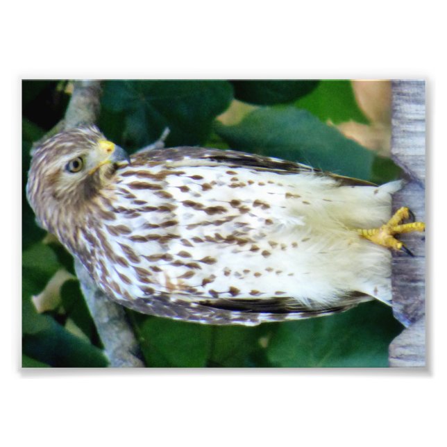 7x5 Kodak Professional Photo Paper (Satin) Print (Front)