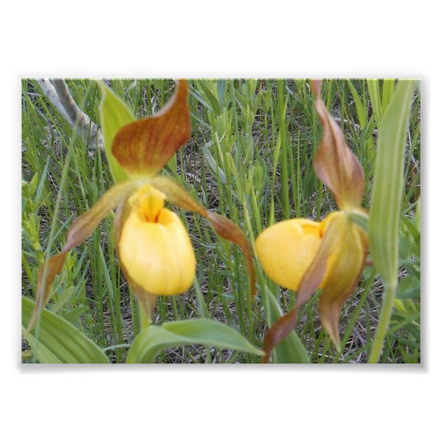 7x5 Photo Print (Front)