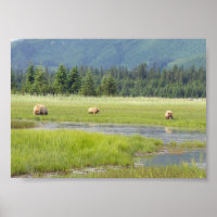 7x5 Poster (Matte) w/ grizzly bear & cubs