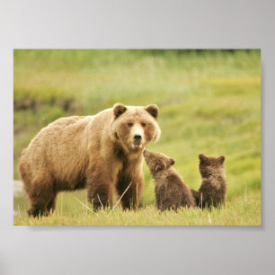 7x5  Poster  (Matte) w/ grizzly bear & cubs