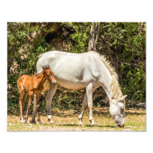 8004-Wild Mustang with Baby Photo Print
