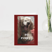 **80th BIRTHDAY WISH FROM COMEDIC SPANIEL** Card