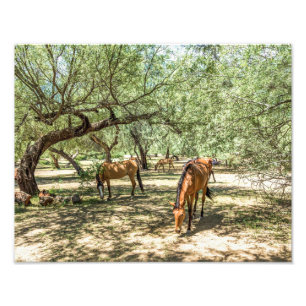 8216-Wild Mustang Horses Under Trees Photo Print