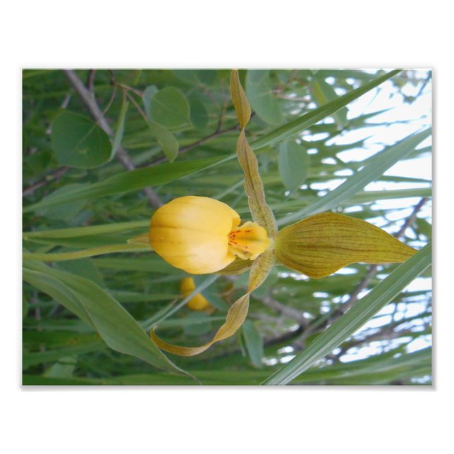 8.5x11 Photo Print (Front)