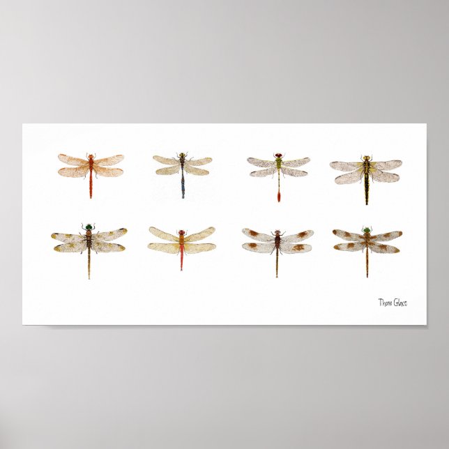 8 Dragonfly species Poster (Front)