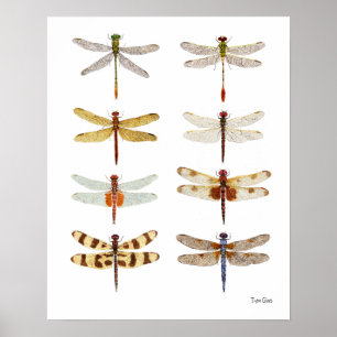 8 Dragonfly Watercolor Studies Poster