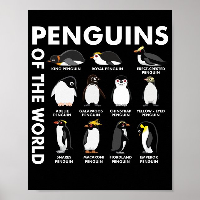 8 Rarest Penguins of the World Animals Penguin Poster (Front)