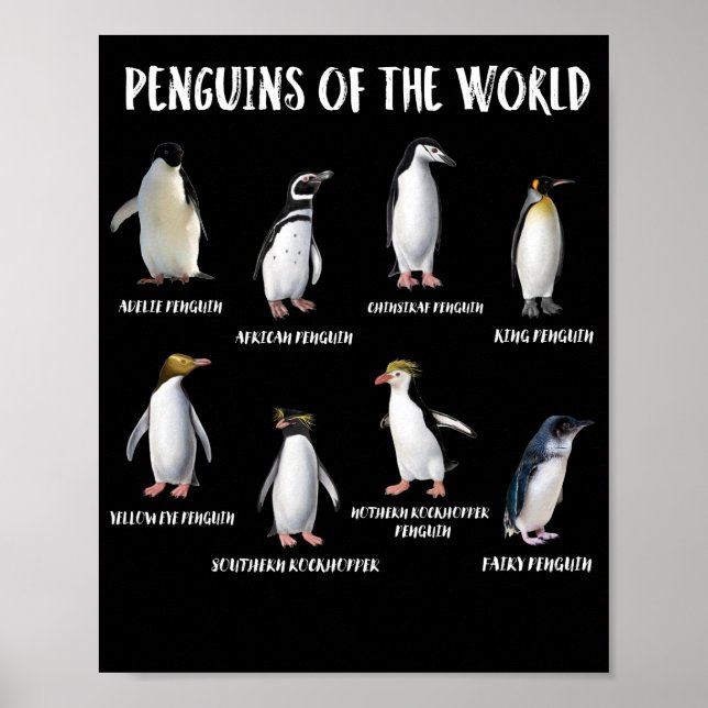 8 Rarest Penguins of the World Funny Animals Poster (Front)