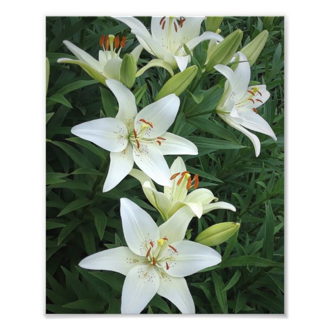 8"x10" White Lilies Photo Print (Front)