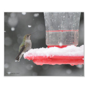 8X10 Anna's Hummingbird in the Snow Photo Print