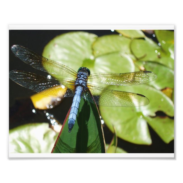 8x10 Dragonfly With Blue Body and Shadow Photo Print (Front)