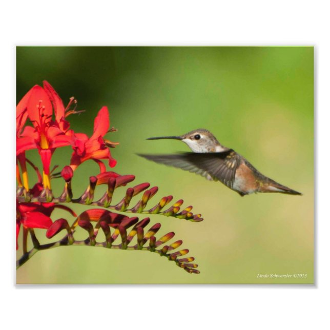 8X10 Hummingbird Lovers Delight Photo Print (Front)