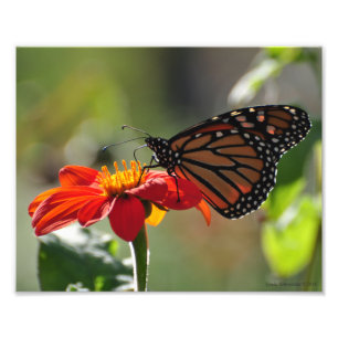8X10 Monarch Butterfly on Mexican Sunflower Torch Photo Print
