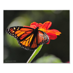 8X10 Monarch Butterfly Photo Print