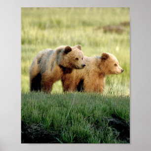8x10 Poster Paper (Matte) of grizzly bear cubs