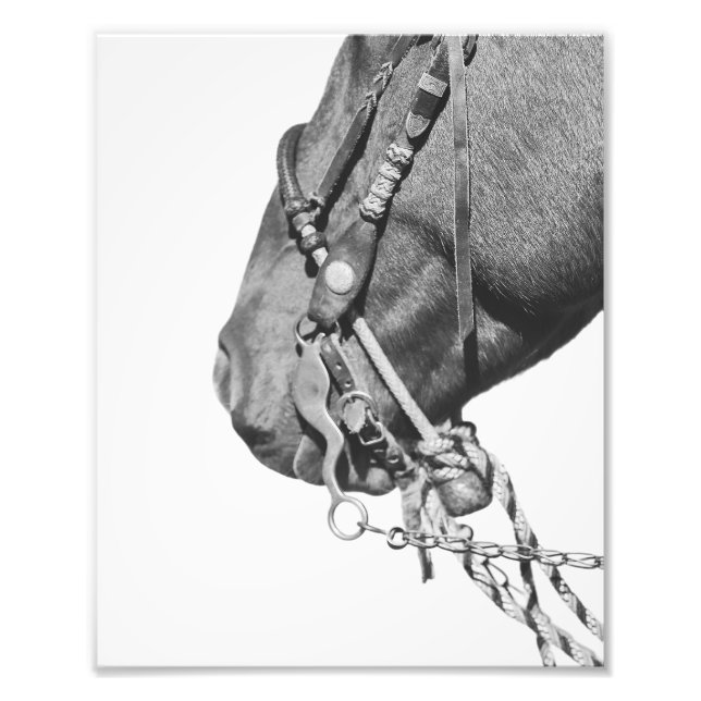 8x10 Print - Colt in the Two-Rein (Front)